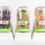 Day 5. Growing organic sprouts in a mason jar with sprouting lid on the kitchen counter.