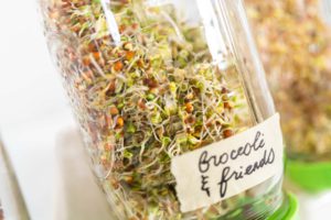 Day 5. Growing organic sprouts in a mason jar with sprouting lid on the kitchen counter.