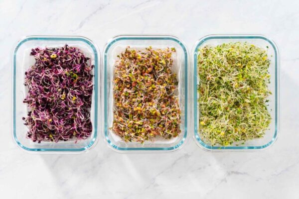Growing sprouts in a jar - Arina Photography Day 6. Flat lay. Packaging freshly harvested organic sprouts into a glass container lined with paper towels.
