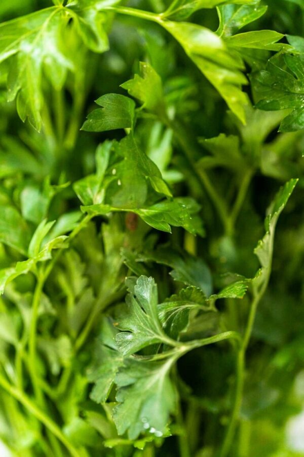 Fresh parsley - Arina Photography